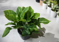 アデロネマパリドネルヴィウム ７号 熱帯植物 荒木植物 美しい葉 インテリアグリーン