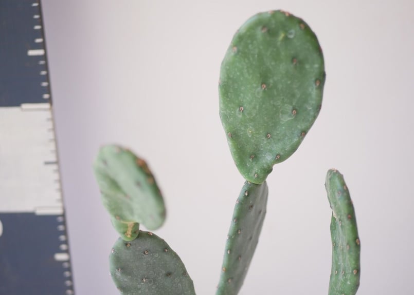 サボテン うちわサボテン オプンチア | インテリアグリーンとギフト