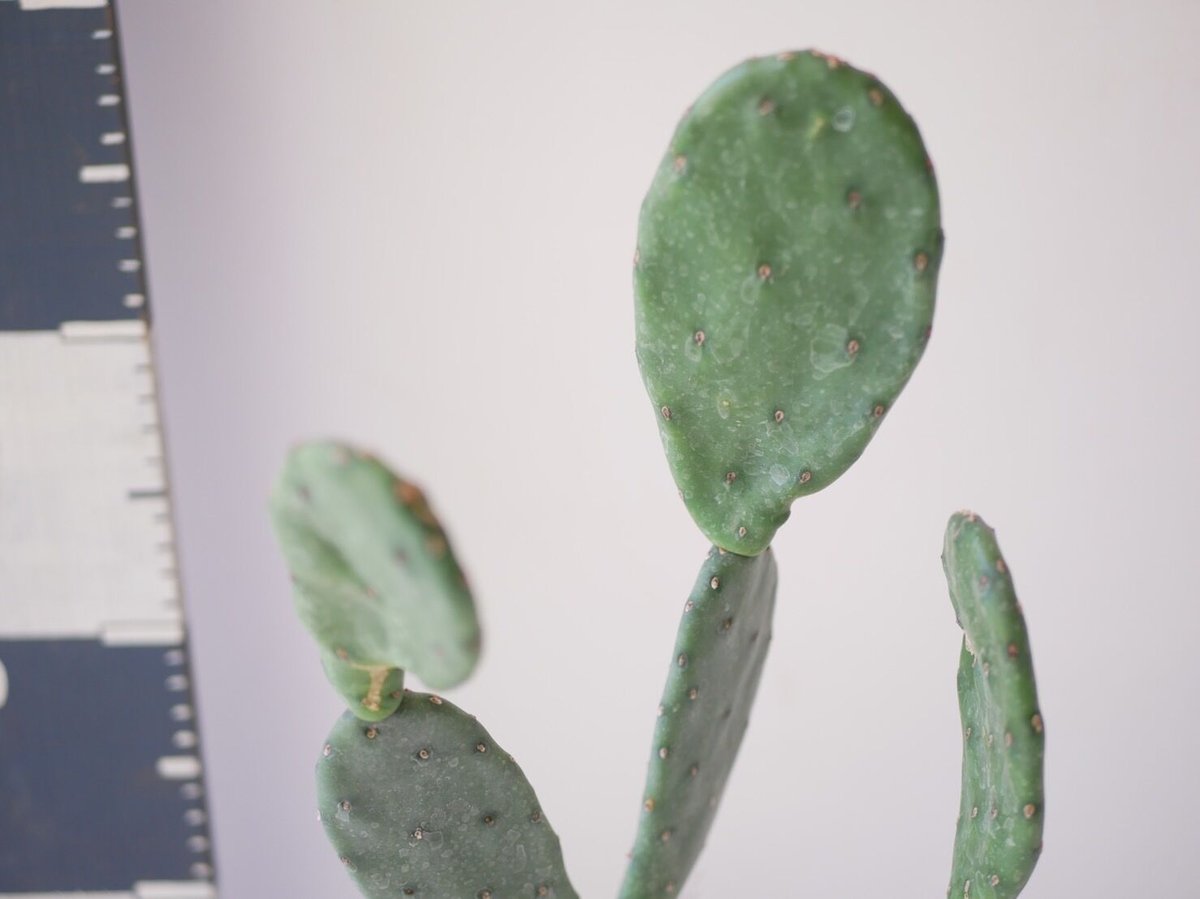 うちわサボテン★古木★オススメ★可愛い★ 現品］7番 サボテン 大丸盆 3号 観葉植物 多肉植物 かわいい