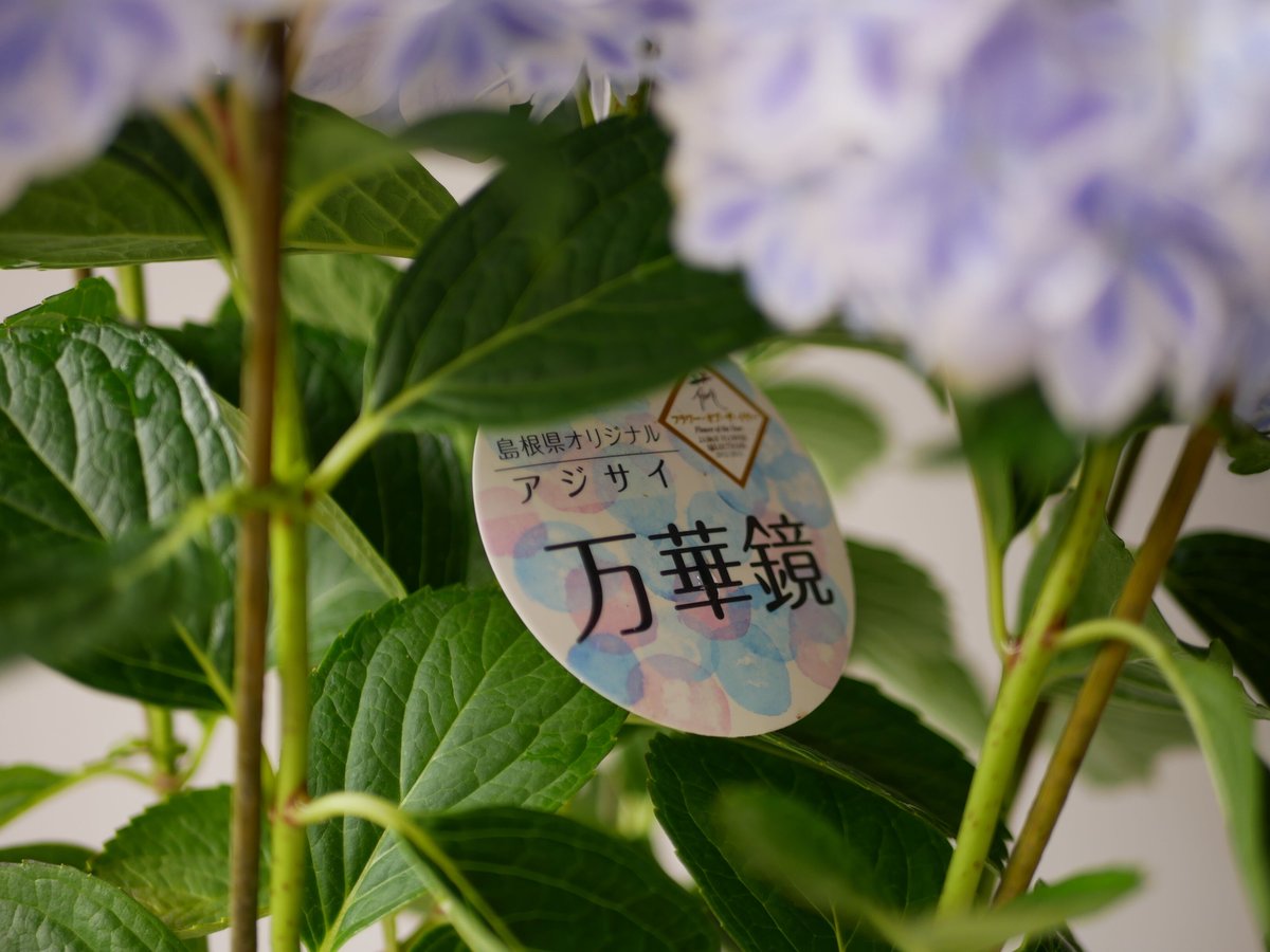 紫陽花 万華鏡 美しく上品で爽やか 淡いブルー | インテリアグリーンと