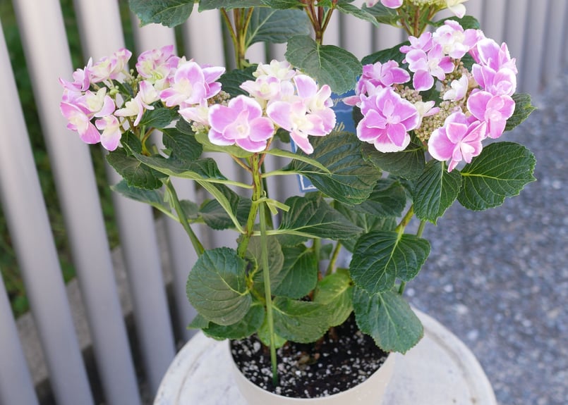 紫陽花 ハイドランジア ドリップ ピンク 八重咲き ガク咲き