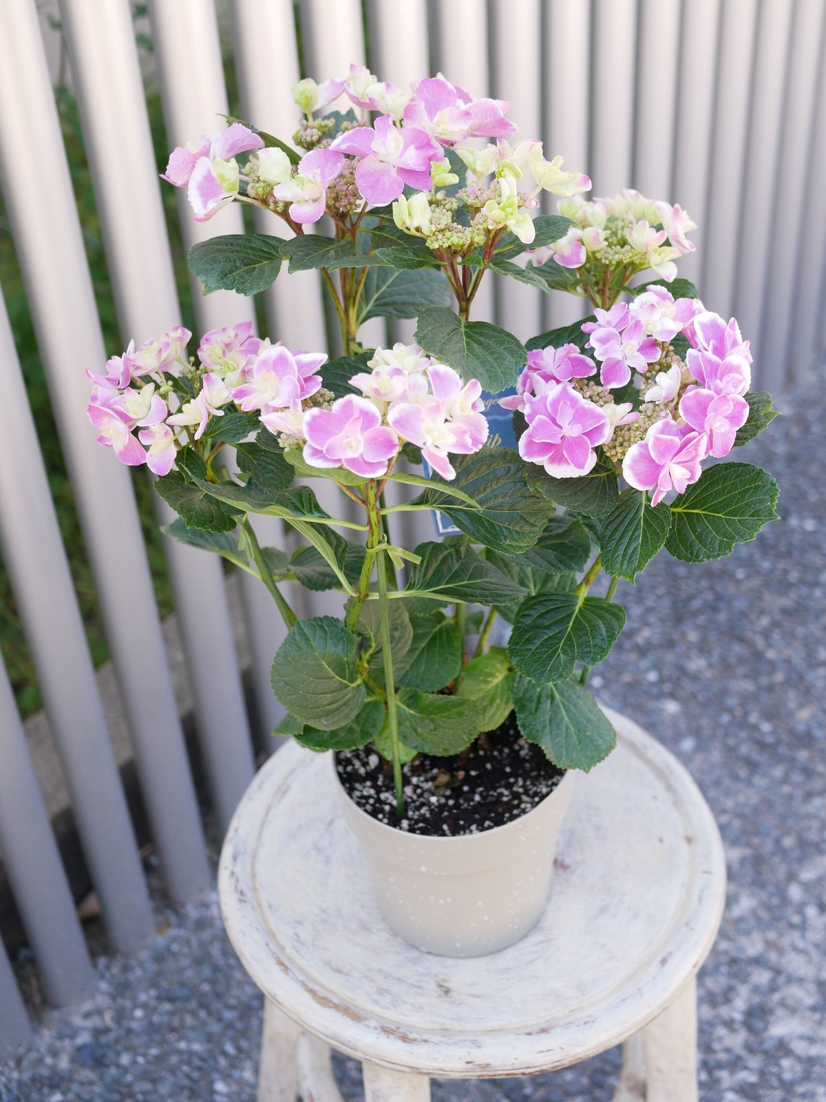 紫陽花 ハイドランジア ドリップ ピンク 八重咲き ガク咲き
