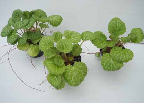 ユキノシタ 3号｜繊細な葉模様が美しい和モダングリーン｜半日陰でも育てやすい山野草｜ﾕｷﾉｼﾀ 他草花 3号