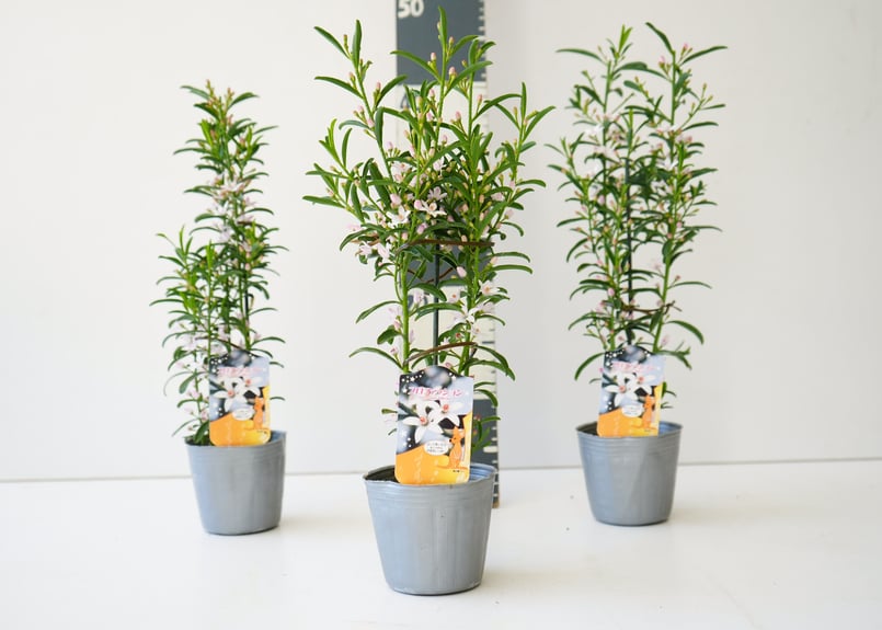 エリオステモン プロファッション 可愛い白い花 寄せ植え 庭木 常緑