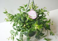 エスキナンサス・カロインプルーブ 5号 ｜ 鮮やかな赤花 垂れ下がる観葉植物 ハンギング 丈夫 育てやすい 室内園芸 おしゃれ｜ｴｽｷﾅﾝｻｽ　カロインプルーブ 他草花 5号