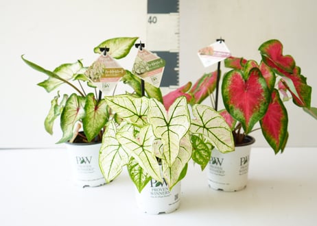 カラジューム 錦芋 4号 葉模様が美しく楽しめる 球根植物 ガーデニング