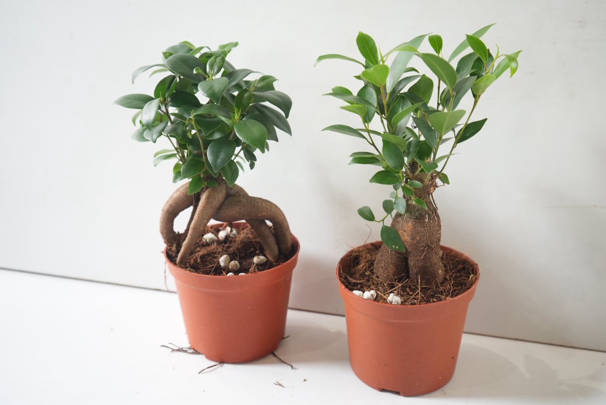 ガジュマル 4号｜幸せを呼ぶ人気の観葉植物｜個性的な根姿が可愛い