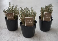 ピレア グロボーサ 3号｜ぷっくり葉がかわいい多肉質観葉植物｜育てやすい人気のインテリアグリーン｜ﾋﾟﾚｱ ｸﾞﾛﾎﾞｰｻ 多肉植物 3号