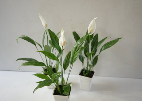 スパティフィラム ミニメリー 3.5号｜清楚な白花が美しい人気の観葉植物｜ﾐﾆﾒﾘｰ ｽﾊﾟﾃｨ 3.5号