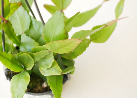 リプサリス　エリプティカ　ハンギング　観葉植物　森林サボテン　育てやすい