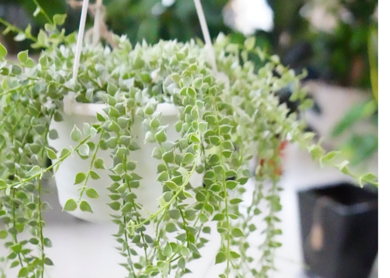 ディスキディア ミリオンハート 斑入り 5号 吊り鉢 斑入り 小さい