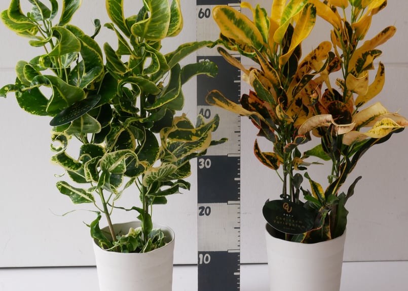クロトン 常緑性低木 変葉木 観葉植物 | インテリアグリーンとギフト