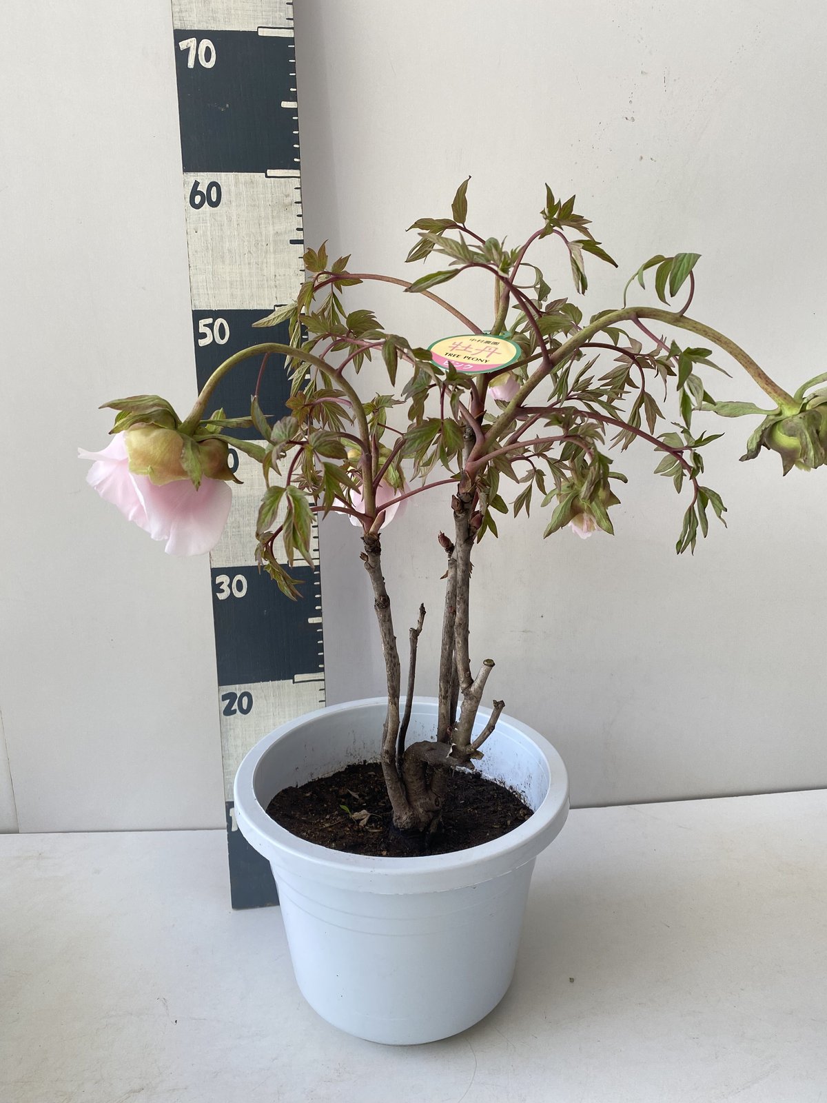 牡丹 八千代川 8号 ピンクのお花 花の王様 艶やかな花姿 万重