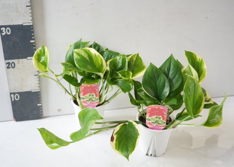 【レア】ポトス AWドリーム 3.5号｜美しい斑入り葉が魅力の希少ポトス｜育てやすい観葉植物｜ＡＷドリーム ポトス 3.5号