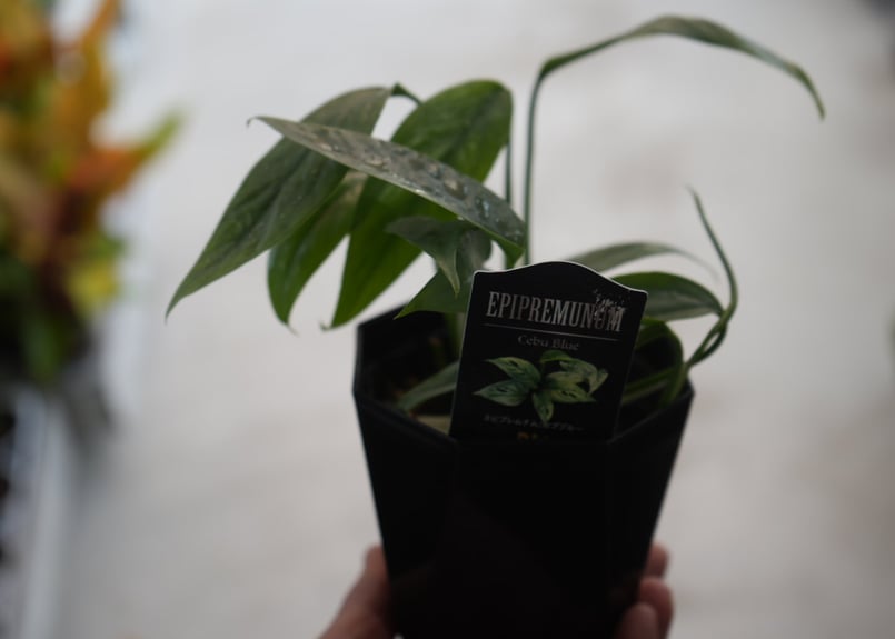 エピプレムナムピナツムセブブルー 3号 切れ込みの葉 ハンギング