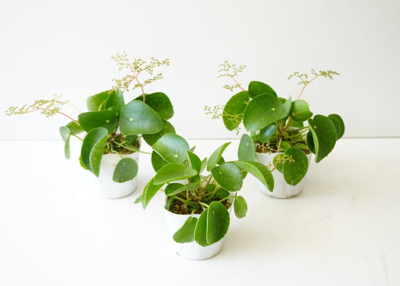 ※nico  ピレアペペロミオイデス Pilea peperomioides / ピレア ペペロミオイデス 丸い葉が