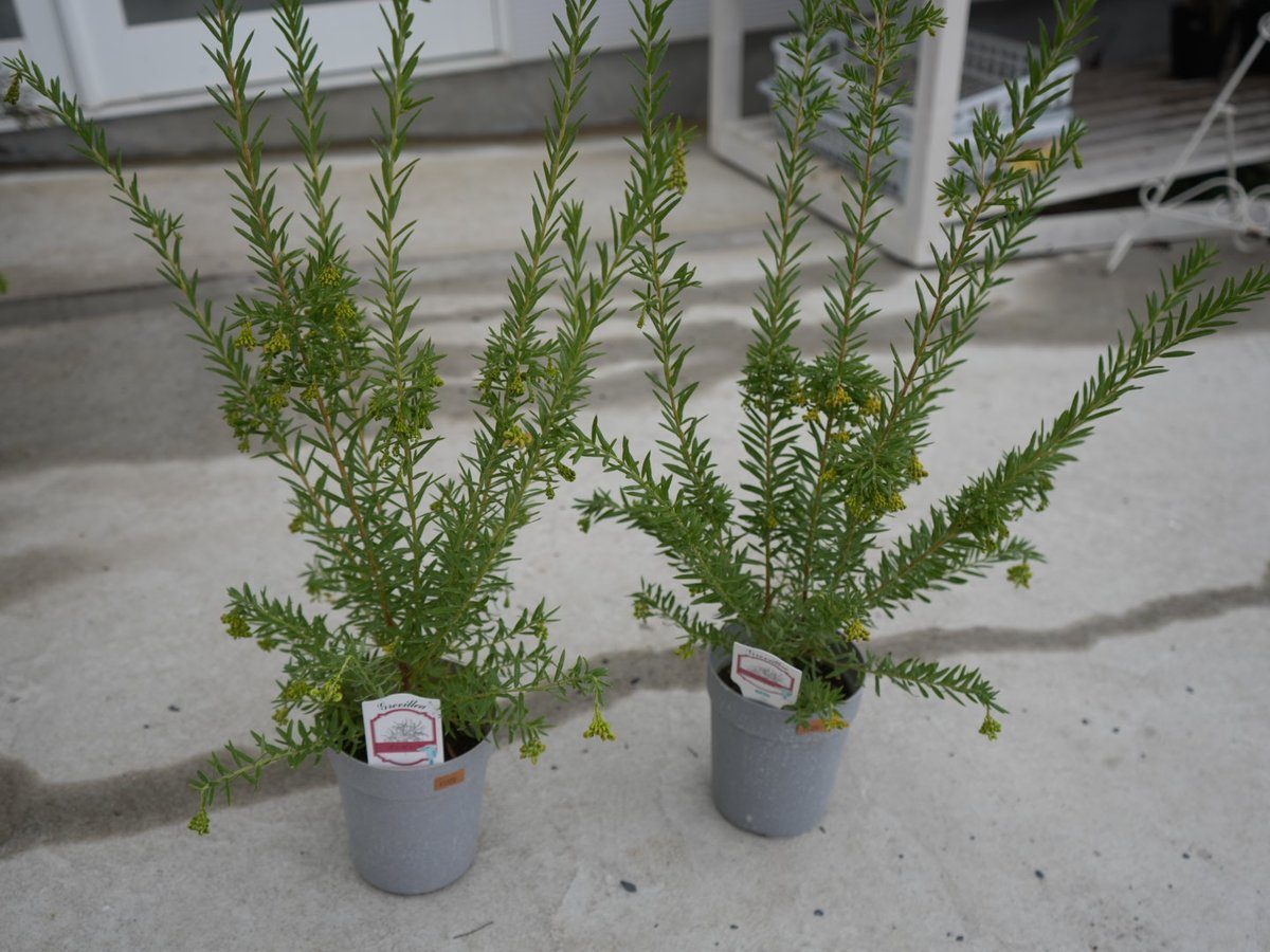 グレビレア ジュビリー 4号 苗木 ドライフラワーで人気 切れ葉が可愛い