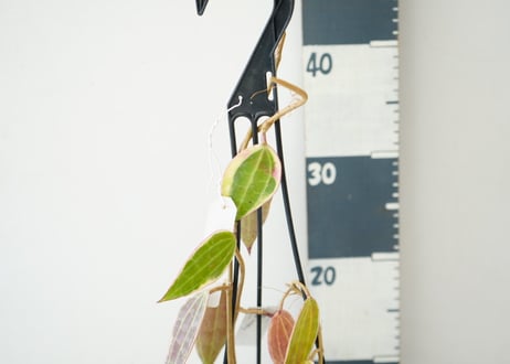 ホヤ マクロフィラ  Hoya  macrophyllla Albo 吊り鉢 着生植物 レア植物