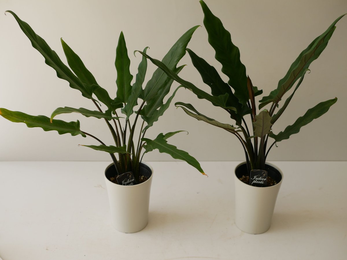 アロカシアラウテルバキアナバリガーター 園芸ネット本店｜（わけあり特価）アロカシア：ラウテルバキアナ