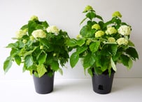 紫陽花 アナベル 5号 底面給水 母の日 贈り物 ギフト 人気のライムグリーンとホワイトのお花
