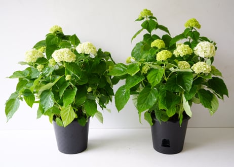 紫陽花 アナベル 5号 底面給水 母の日 贈り物 ギフト 人気のライムグリーンとホワイトのお花
