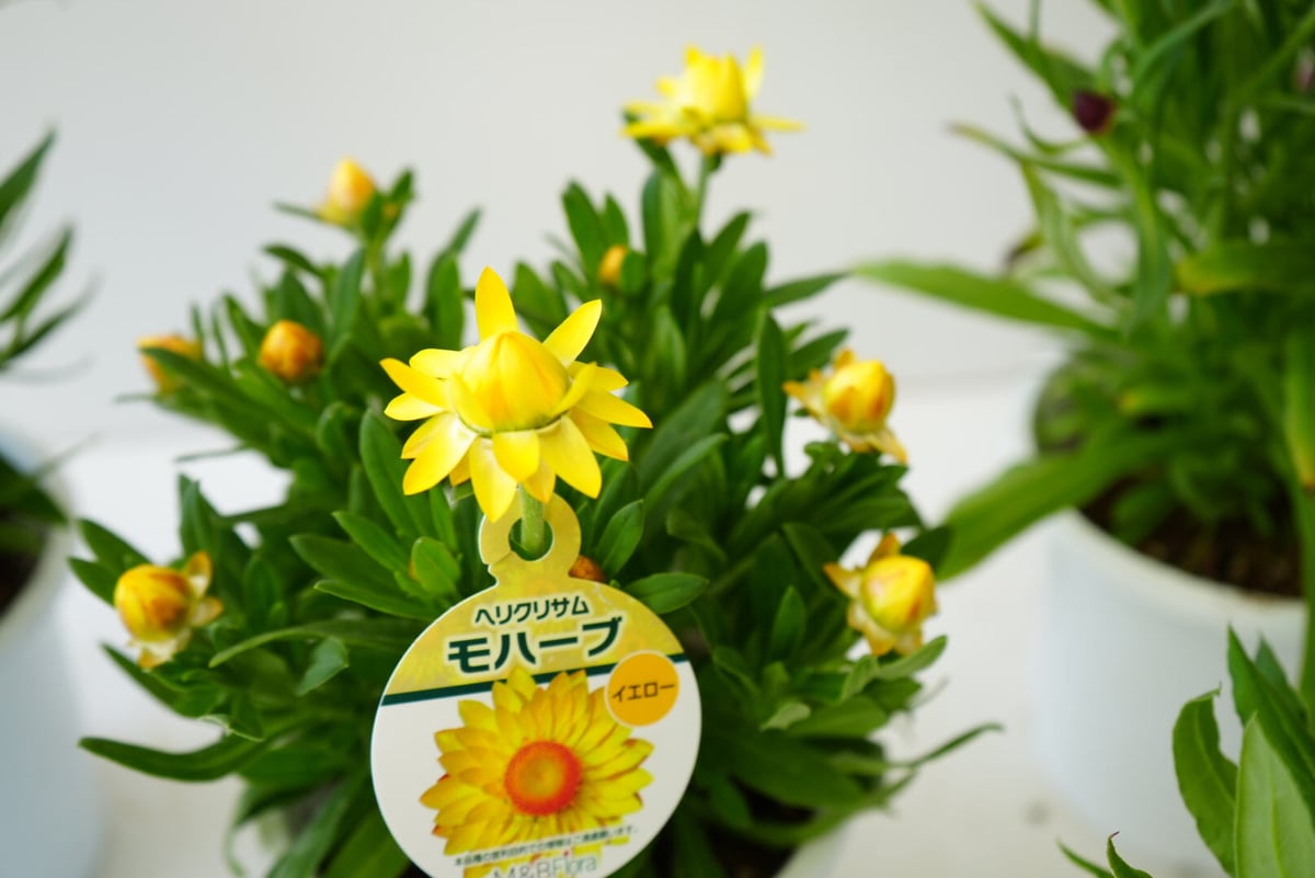ヘリクリサム モハーブ 5号 オージープランツ 可愛いお花 鮮やかで長く