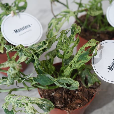 マドカズラ | STORES