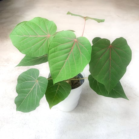 フィカスペティオラリス | STORES