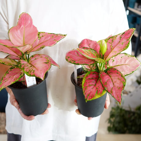 アグラオネマ 4号 葉模様が個性的 鮮やかなカラー ピンク 観葉植物