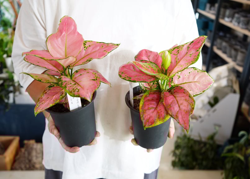 アグラオネマ 4号 葉模様が個性的 鮮やかなカラー ピンク 観葉植物