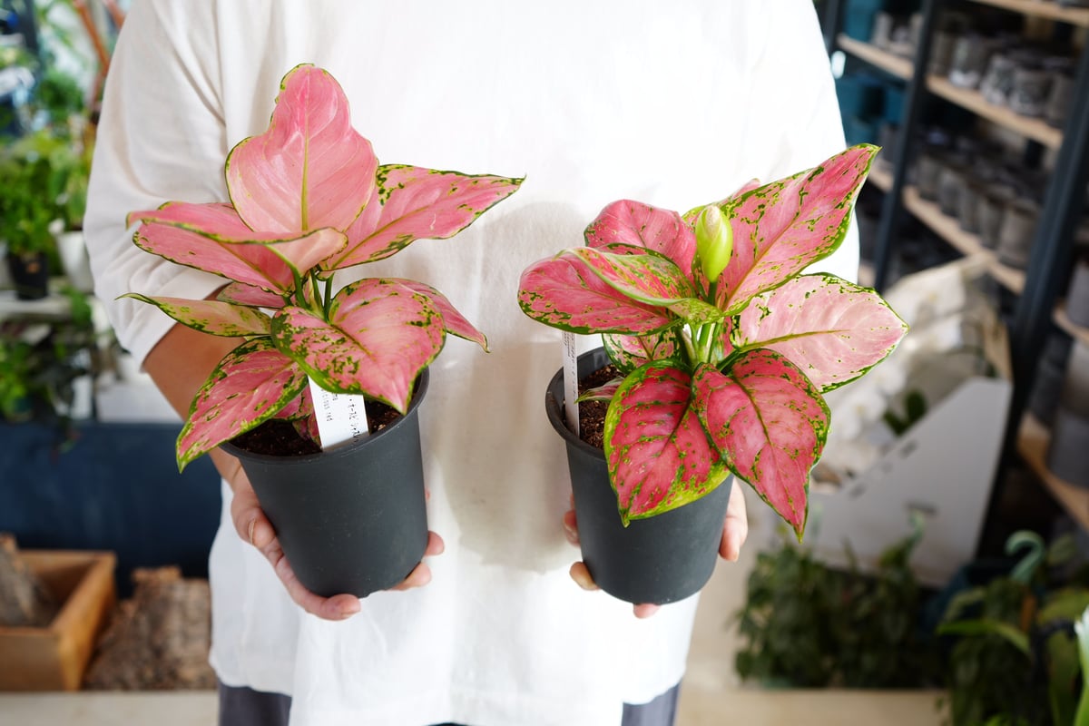 アグラオネマ 4号 葉模様が個性的 鮮やかなカラー ピンク 観葉植物