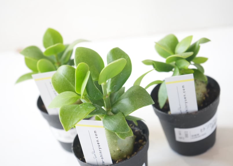 ヒドノフィツム 蟻の巣玉 Hydnophytum formicaruヒドノフィツム 2.5号｜
