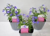 ロベリア ブルー ダブルアイ｜爽やかな青花が広がる人気の花苗｜寄せ植えにもおすすめ｜ロベリアブルー　ダブルアイ ロベリアブルー　ダブルアイ