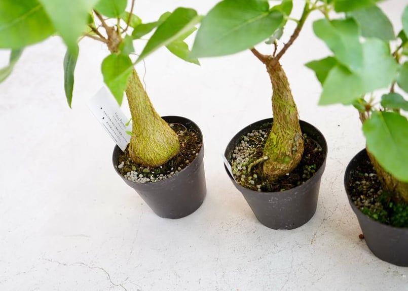 フィカス　パルメリー、コーデックス（鉢付き対応可） フィカス パルメリー、コーデックス（鉢付き対応可）