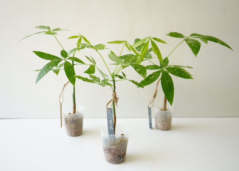 パキラ アクアティカ 2.5号 斑入り 人気のインテリアグリーン 実生