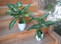 アデロネマパリドネルヴィウム 7号 熱帯植物 荒木植物 美しい葉