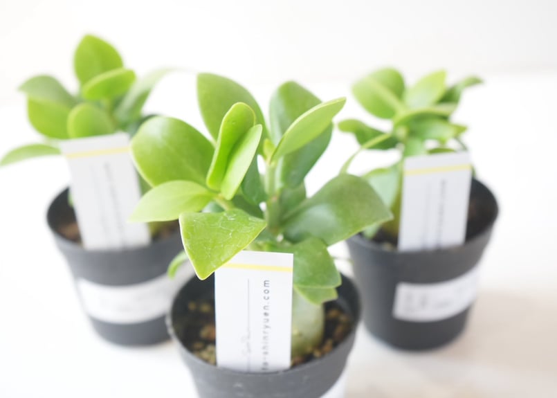 ヒドノフィツム 蟻の巣玉 Hydnophytum formicaruヒドノフィツム 2.5号｜