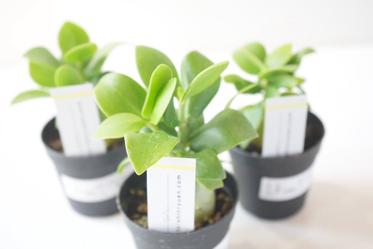 ヒドノフィツム 蟻の巣玉 Hydnophytum formicaruヒドノフィツム 2.5号｜