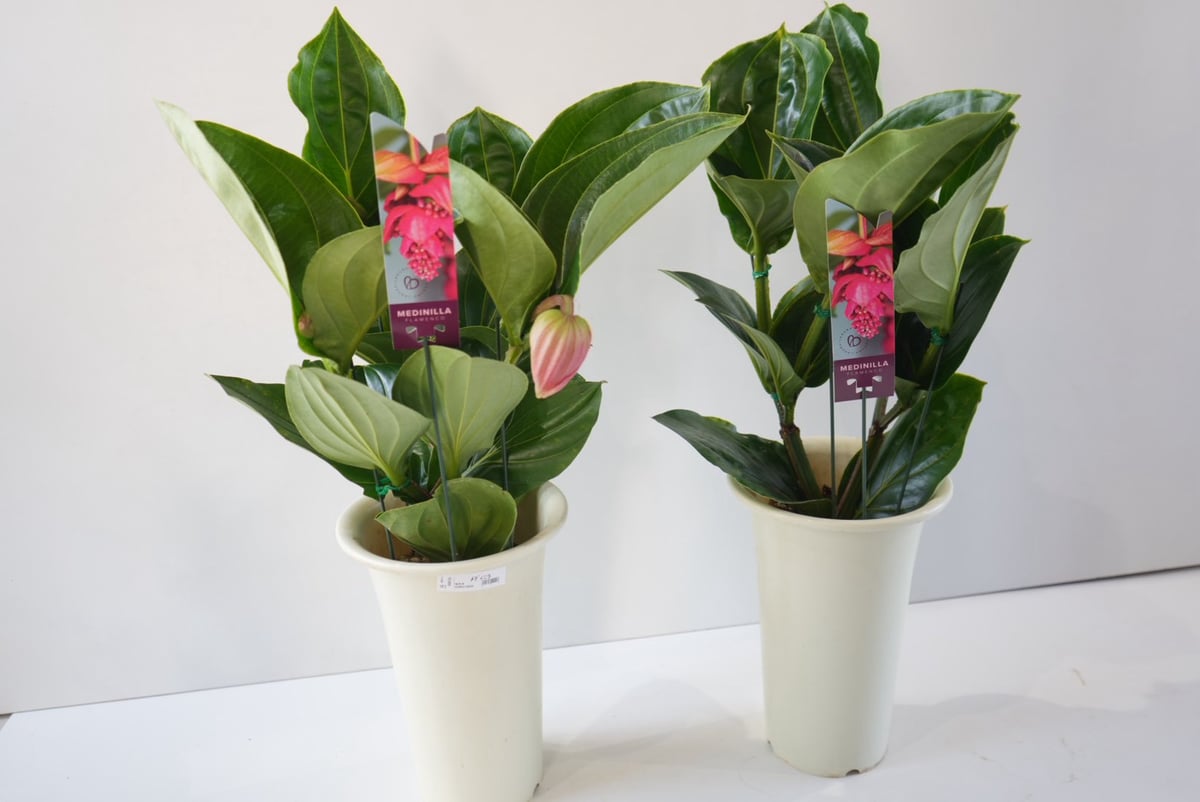 メディニラ マグニフィカ フラメンコ medinilla magnifica flamenco
