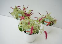 キャットテール 斑入り 3.5号｜ふわふわの猫しっぽのような花穂｜寄せ植えやハンギングにおすすめ｜ｷｬｯﾄﾃｰﾙ ﾌｲﾘ 他草花 3.5号