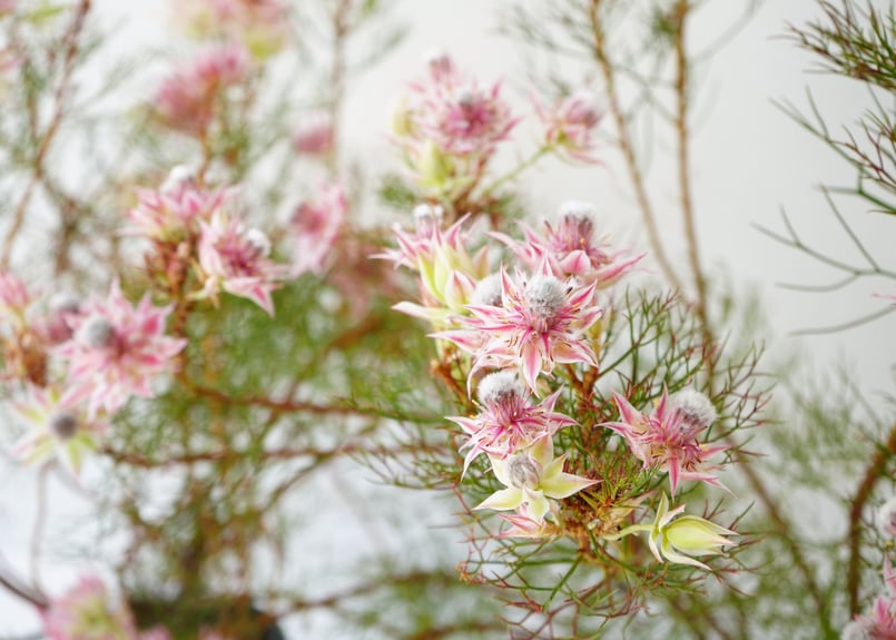 セルリア プリティピンク 5号 ワイルドフラワー 上品なピンクの セルリア プリティピンク 5号 ワイルドフラワー 上品なピンクの