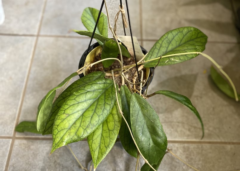 大株　hoya ホヤ　ゴールデンアイ　5号　吊り鉢 ホヤ：ゴールデンアイ（ロング） 5号吊り鉢 の通販 | 園芸ネット