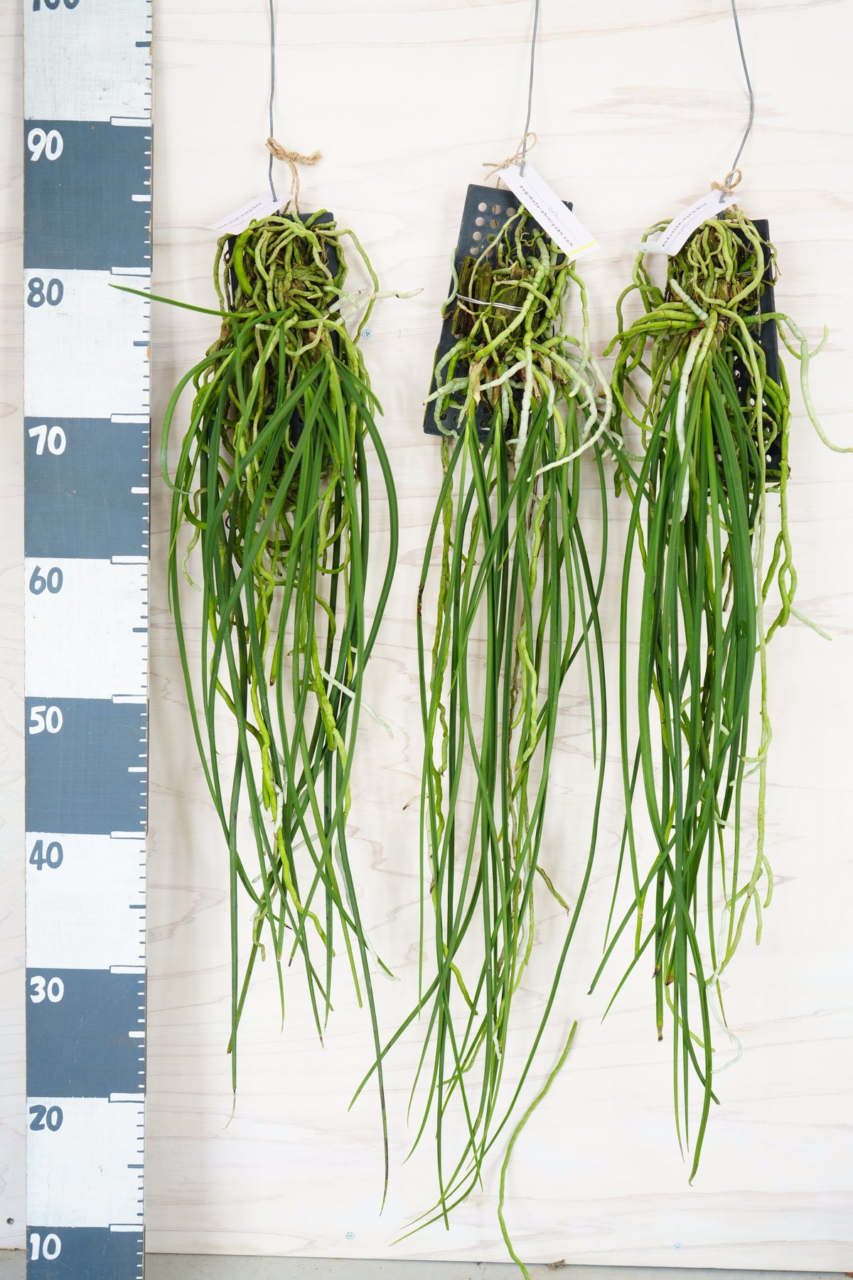 セイデンファデニア ミトラタ ラン 板づけ ワイルド インテリア 希少