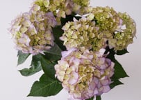 紫陽花　アデュラ　西洋アジサイ