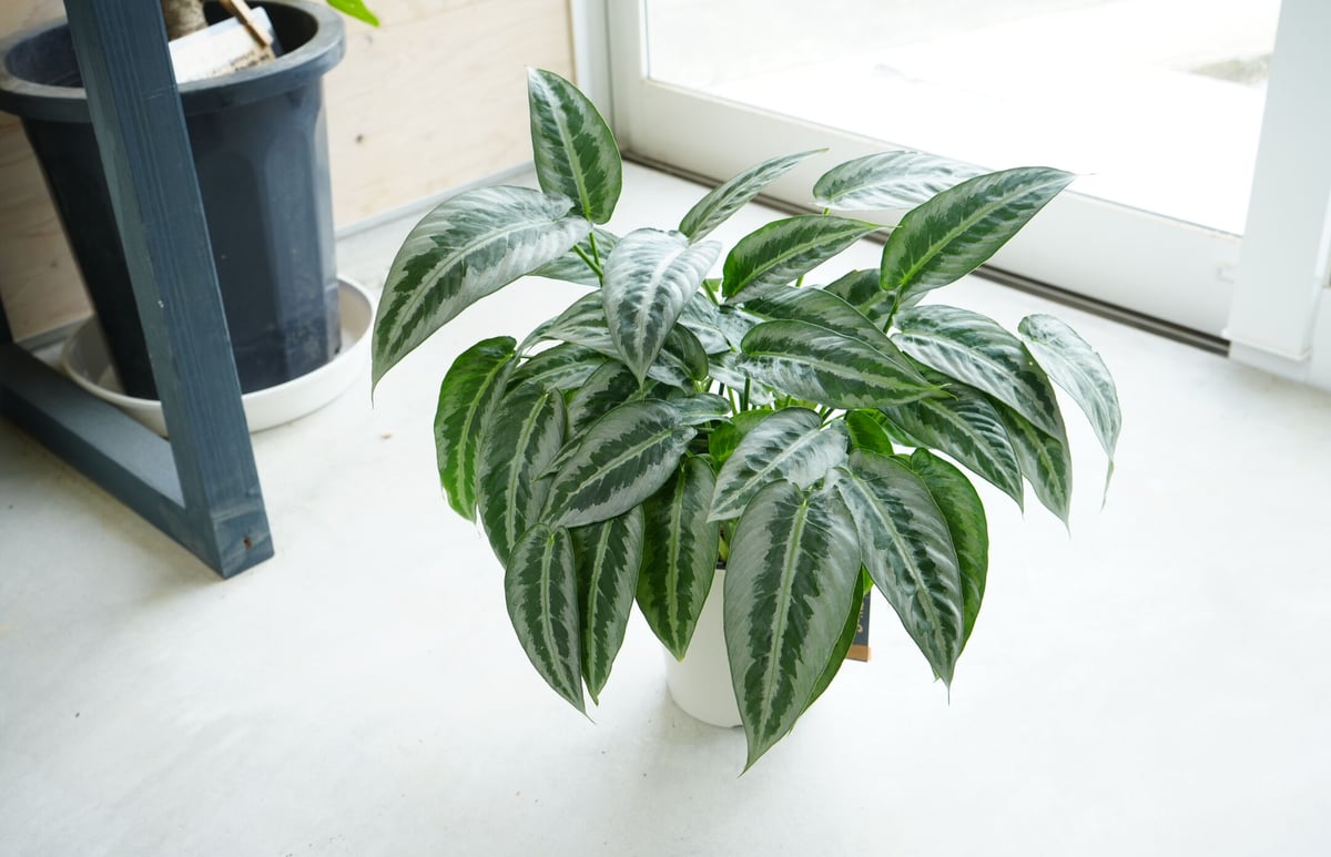 スキスマトグロッティス JADE LA便 9f7aae0bb465d6856aede9951beb1c