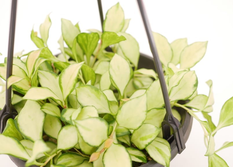 ホヤ ヘウスケリアナ 斑入り 5号 吊り鉢 バリエガータ 希少 Hoya