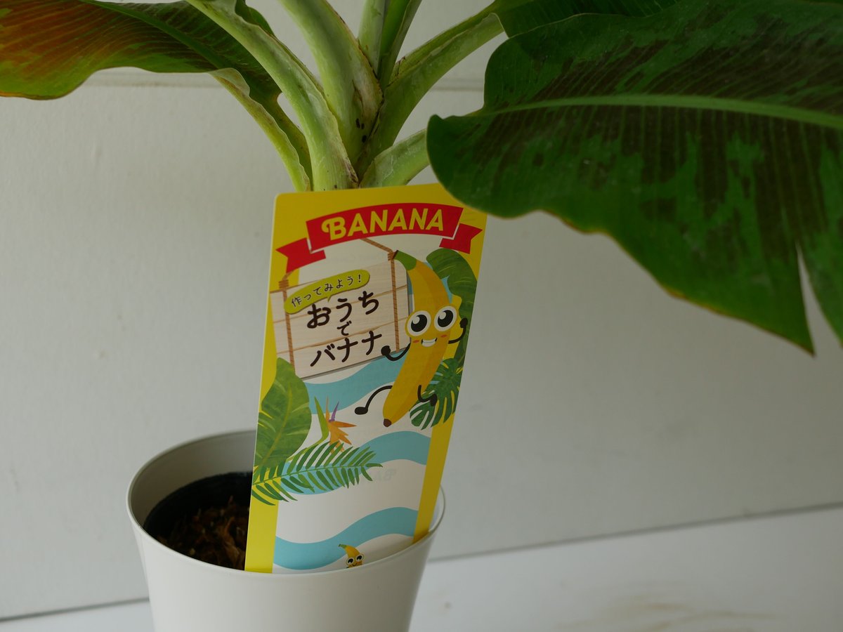 三尺バナナ おうちでバナナ BANANA | インテリアグリーンとギフト