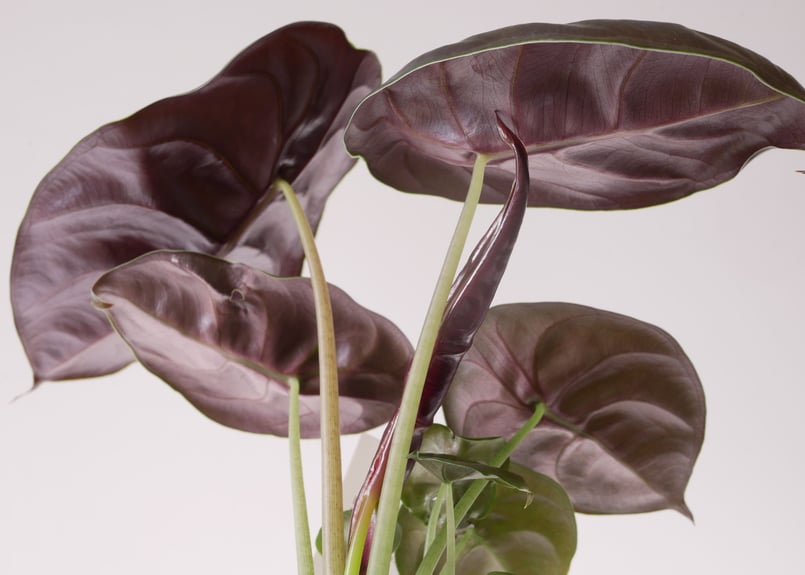 アロカシア クプレア 観葉植物 光沢のある黒葉 漆黒の美しさ