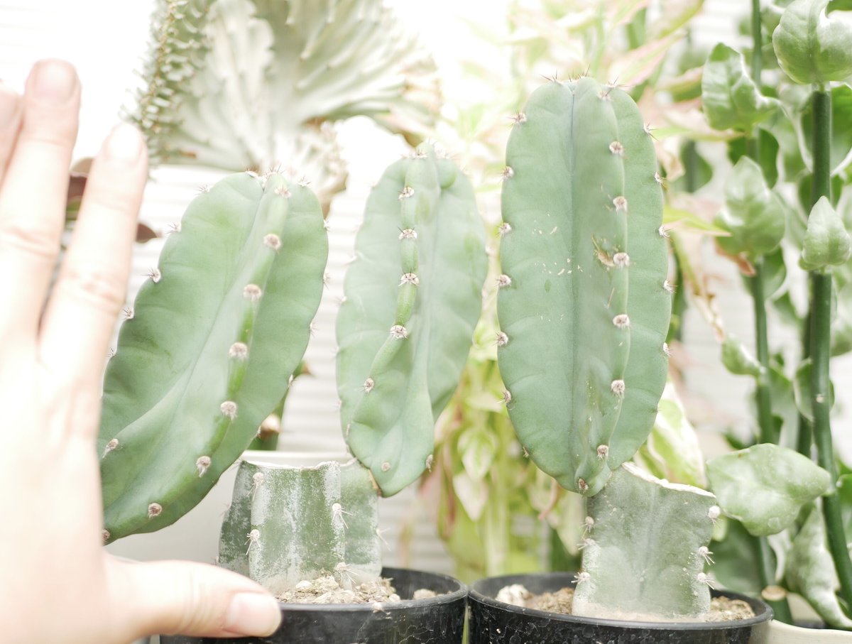 サボテン 柱サボテン 3.5号 多肉植物 ブランチ | インテリアグリーンと