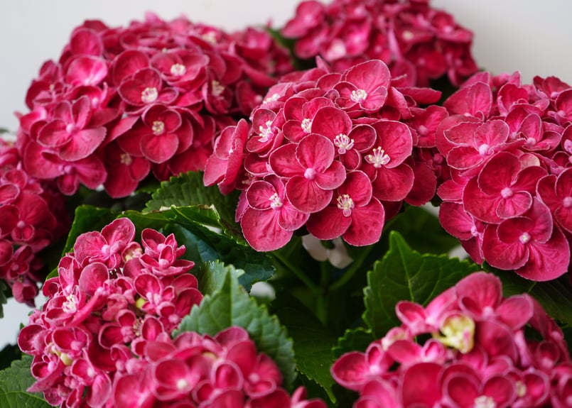 紫陽花 カーリーウーリー 5号 レッド 深みのあるレッド 母の日 贈り物